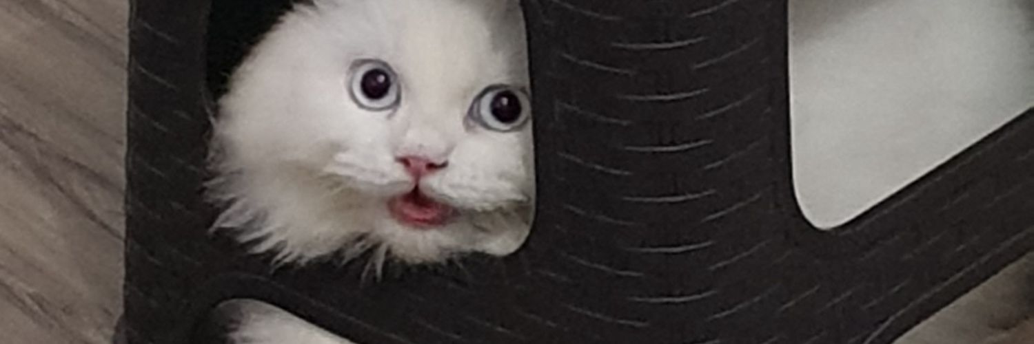 ssnowy 🐻‍❄️🐈‍⬛'s banner