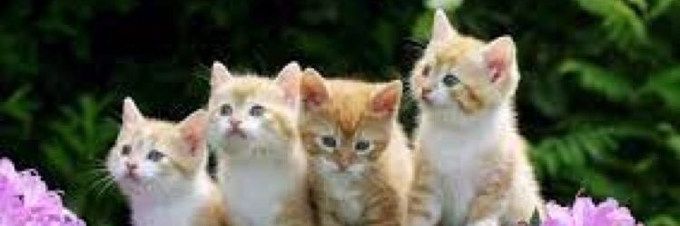 小猫可爱🐈LoVe_MeOw🐈‍⬛'s banner