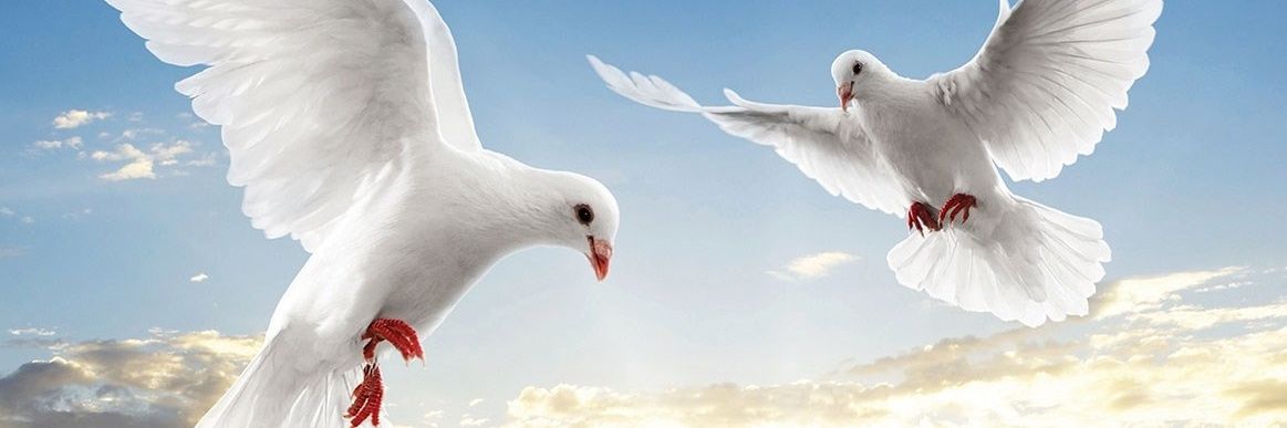 إيدي חשבון פרודיה, לא כהן 🇮🇱's banner