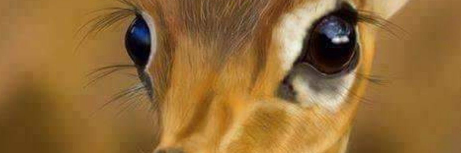 بو عمران _ 🅱️🅾️ OMRAN's banner