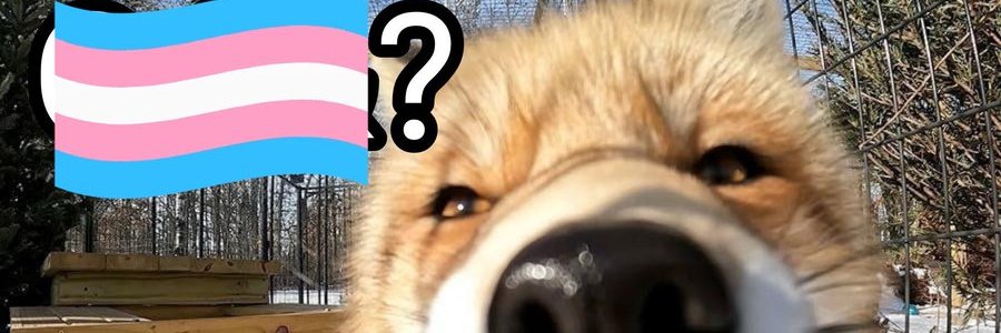 🤍 IRISFEM2 🤍's banner