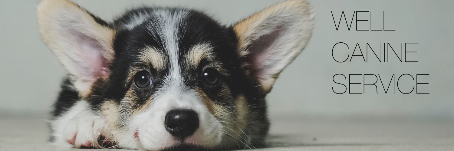 ウェルスターレッドコーギー犬舎's banner