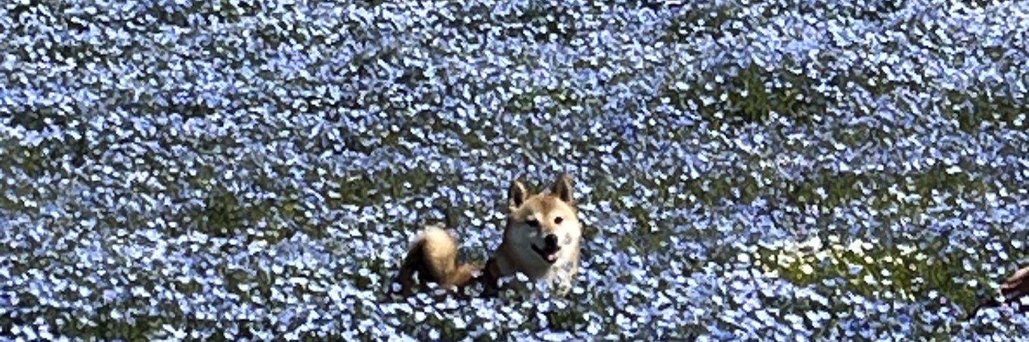 柴犬おとちゃん🐕6歳's banner