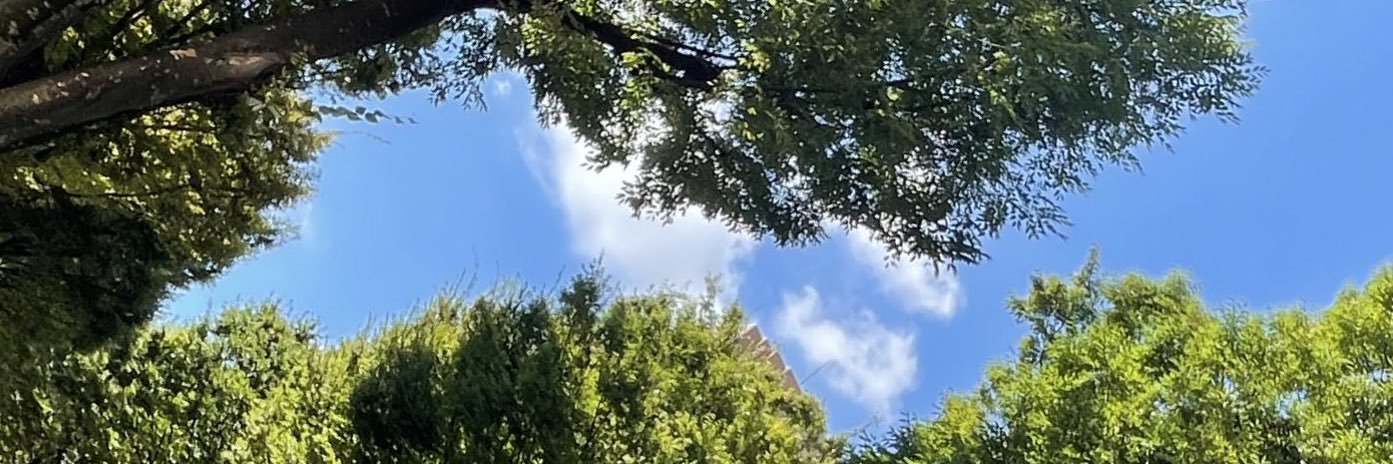 安田マリ🌳すぎなみ区議会議員's banner