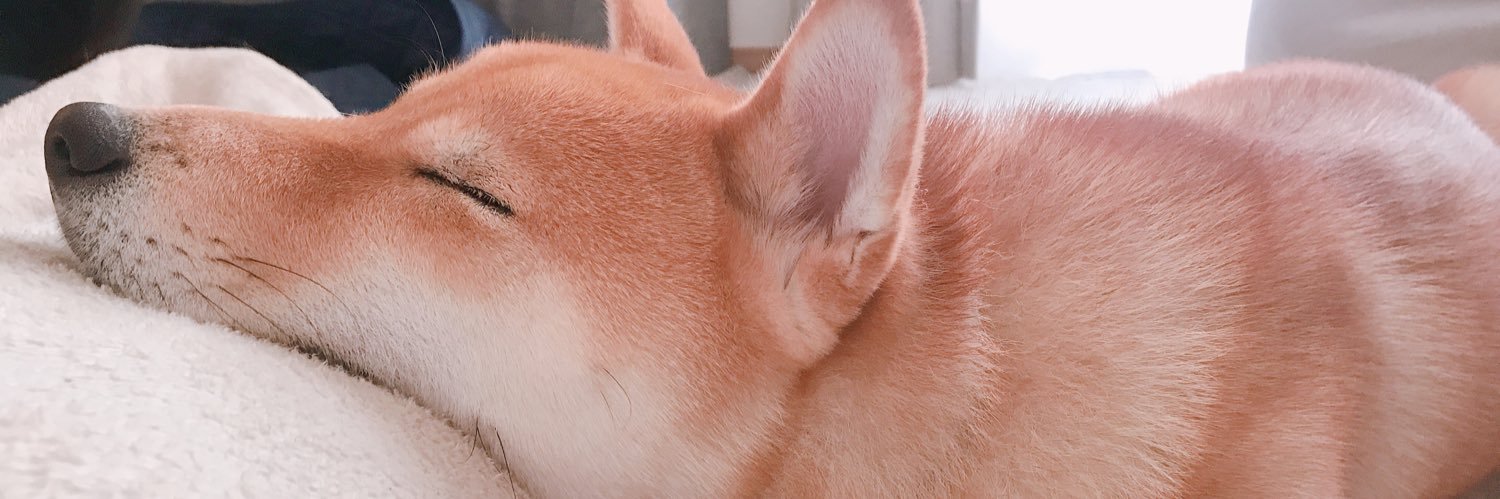 柴犬コマさん's banner