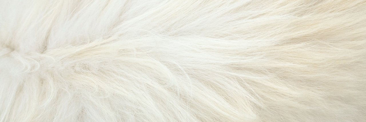 わさお公式's banner