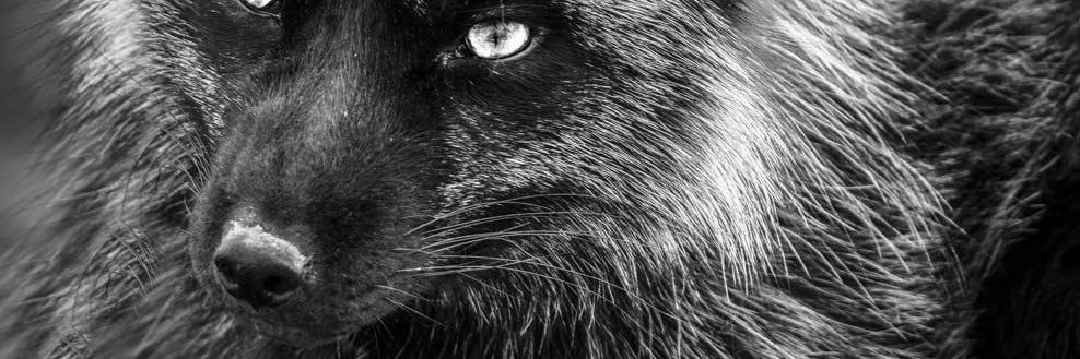DarkFoXX's banner