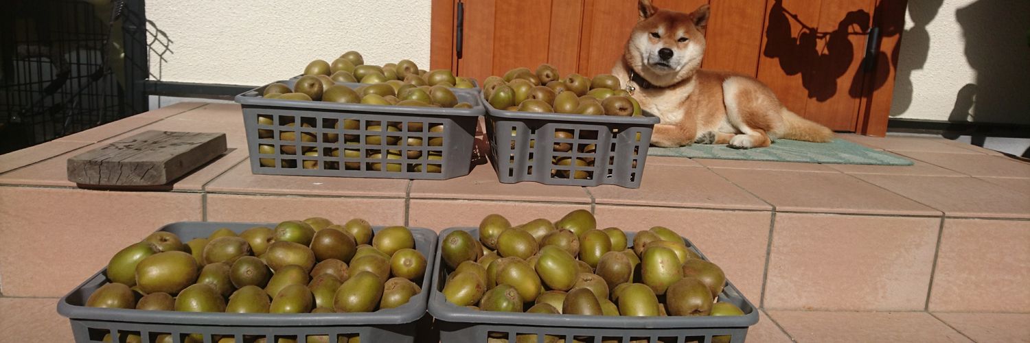 柴犬が作る幻の赤いキウイ🥝's banner