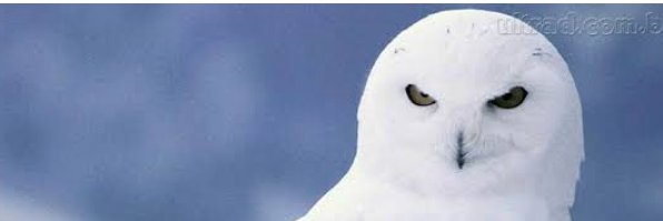 Đø Bairrø's banner