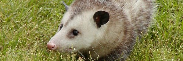 possum's banner