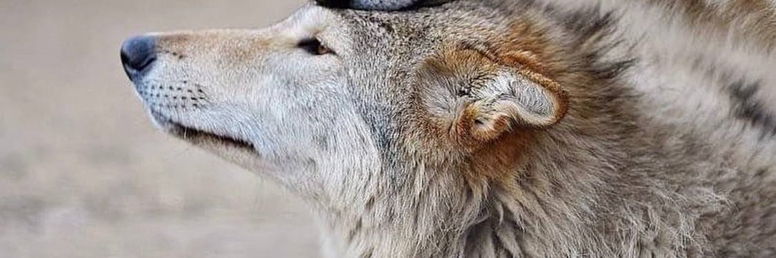 𝐀𝐋𝐏𝐇𝐀🐺's banner