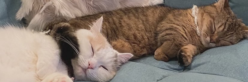 にぼしらの飼い主🐟's banner