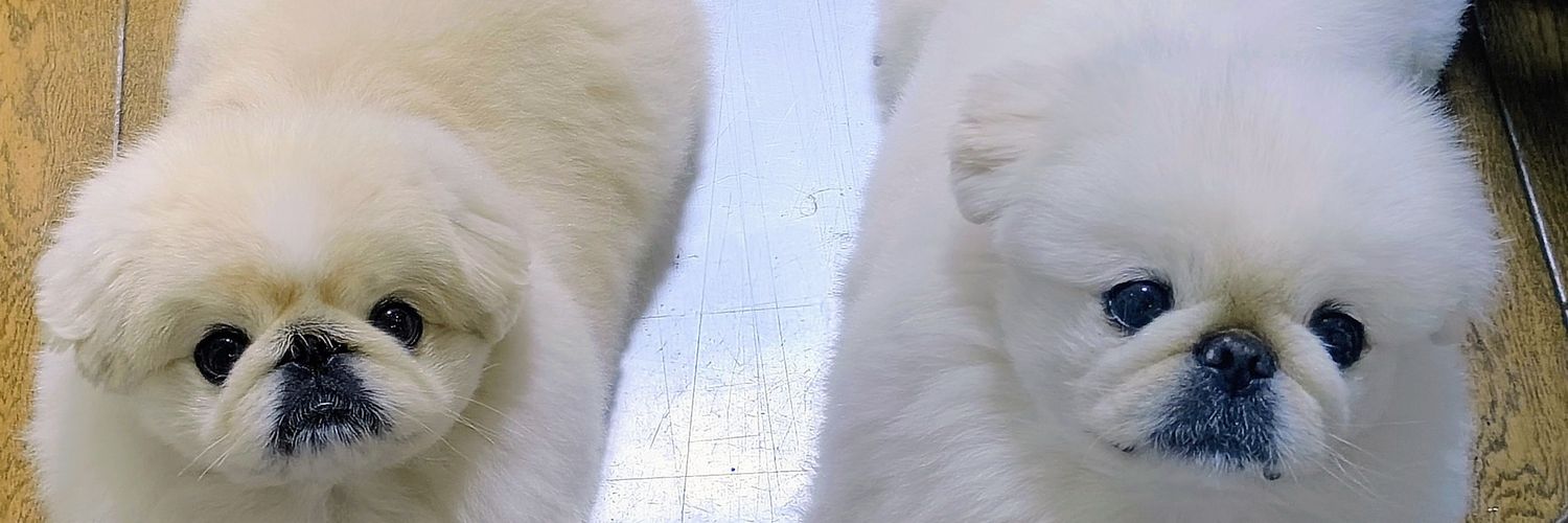 ペキニーズのしっぽ's banner
