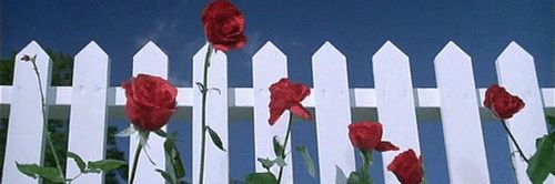 Sani's banner