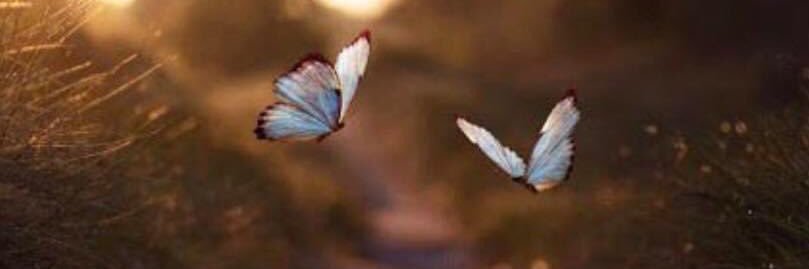 blossom 🌸's banner