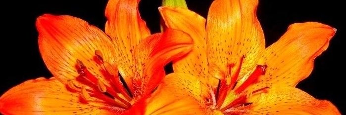 nat's banner