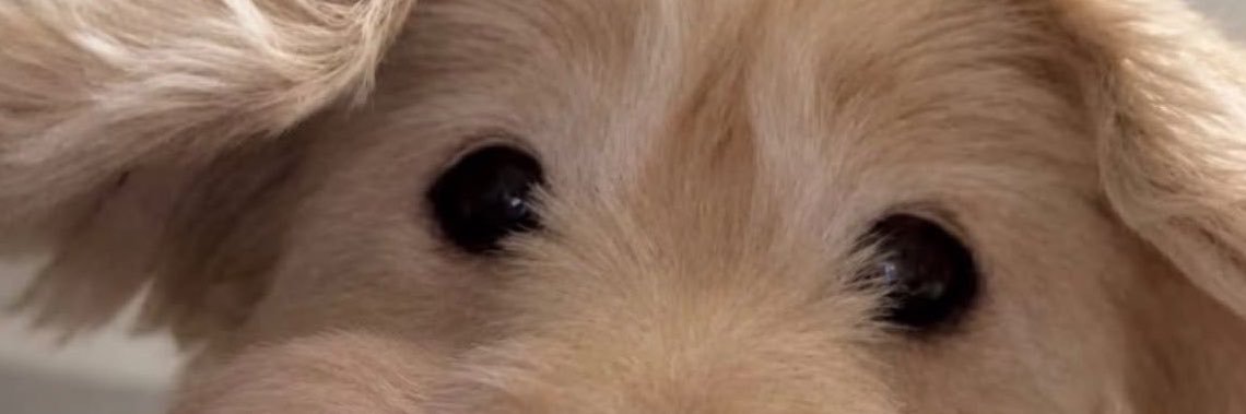 ภูวิน ทาสน้องหมา 🦊💦's banner