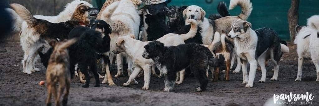 Sirius Animal Rescue's banner