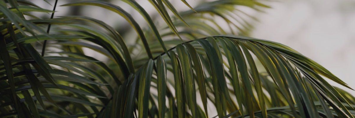 Viv.'s banner