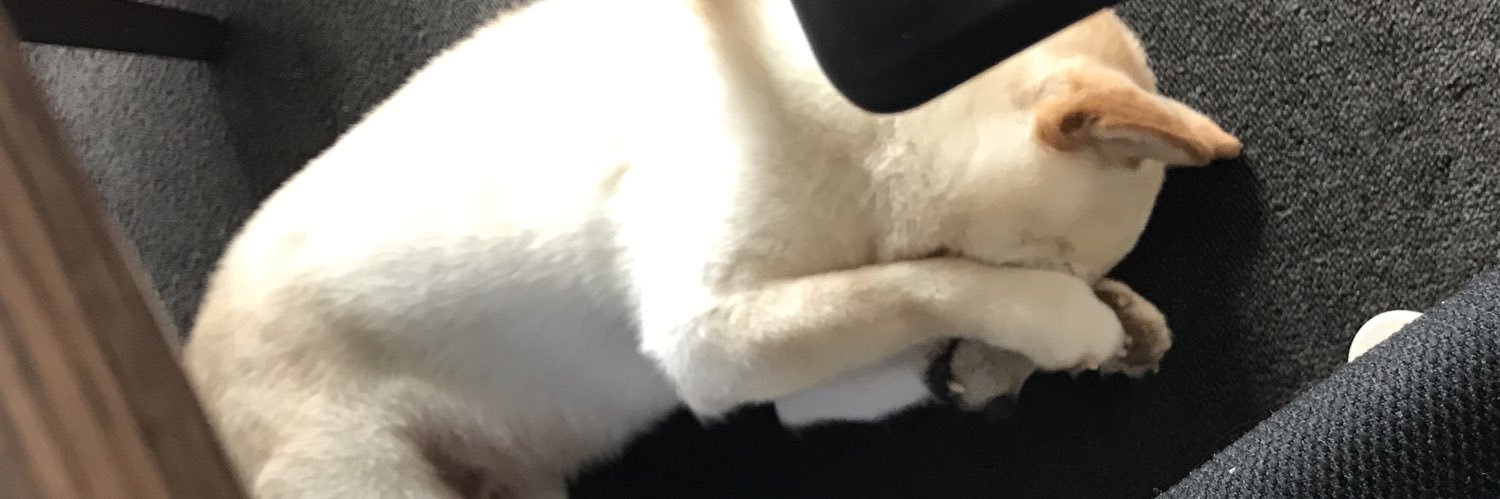 そら@元保護犬's banner
