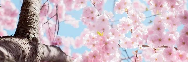 红颜中老's banner