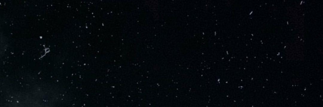 Doña culona's banner