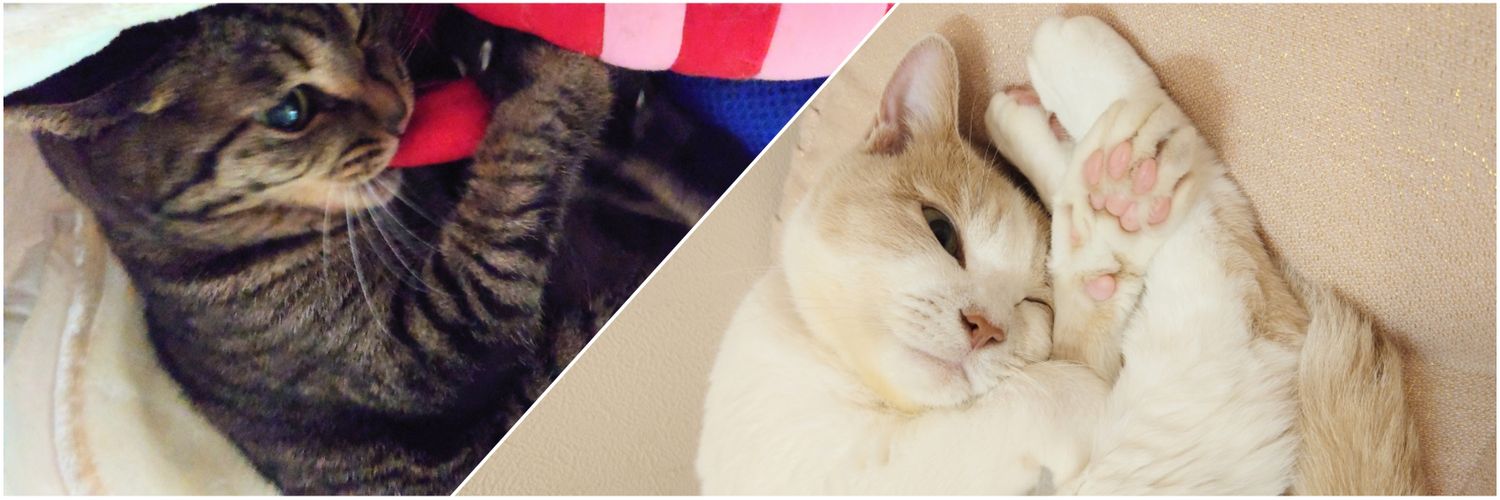 凛🐾お返事遅れがちで申し訳ありません🙇‍♀️💦's banner
