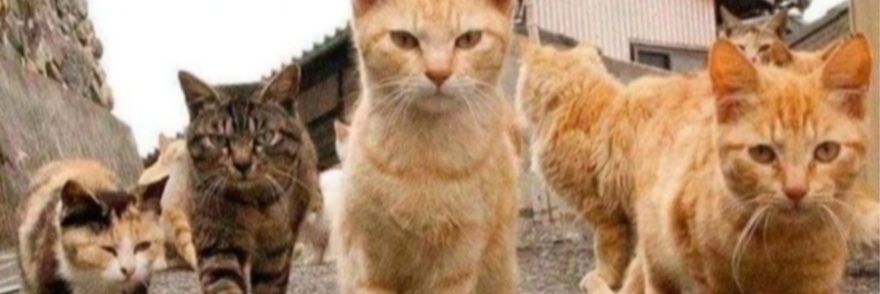 Cats - Gorgeous & Funny's banner