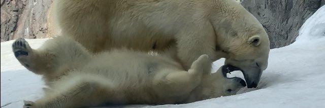kotoriʕ ·ᴥ· ʔ's banner