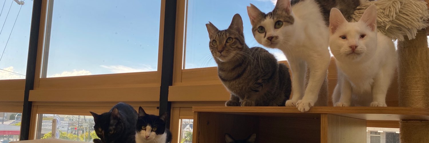 里親探しの猫カフェ にゃんずはうす's banner