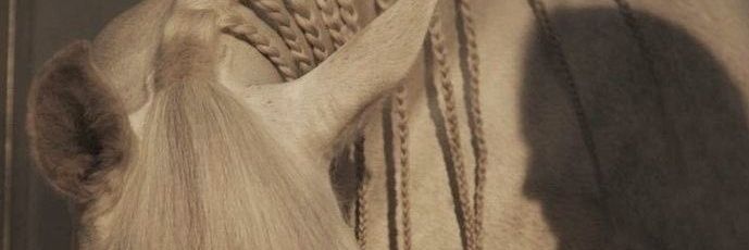 🫶🏻🦢's banner