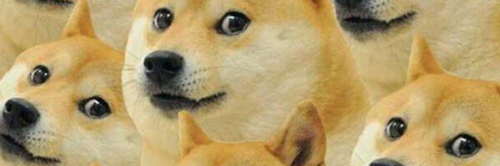 SHIBA's banner