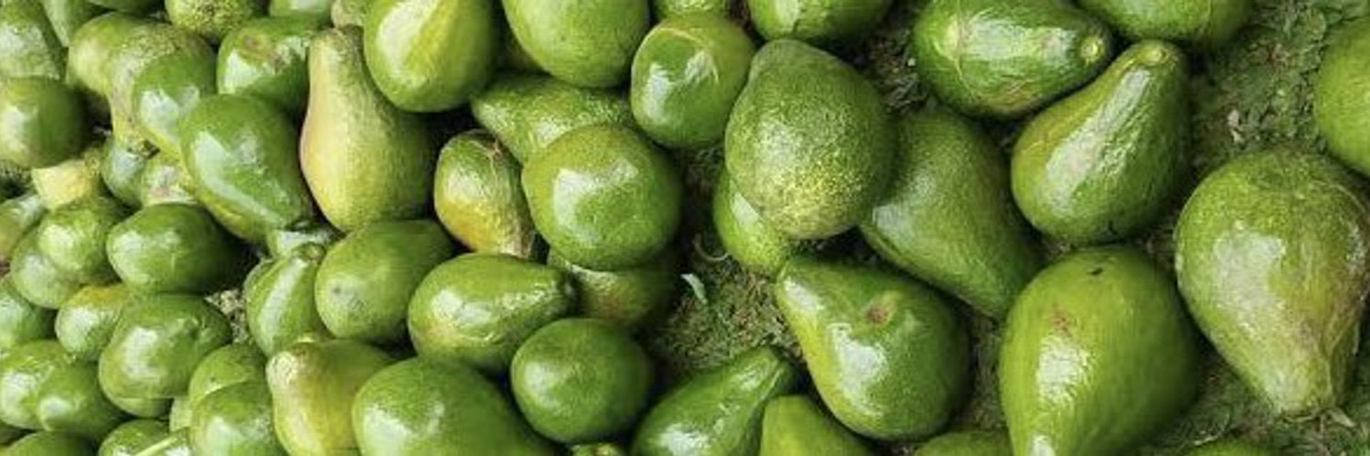 🥑's banner