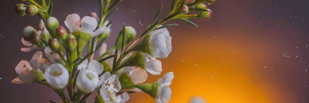 🌲SimaNoori🌲's banner