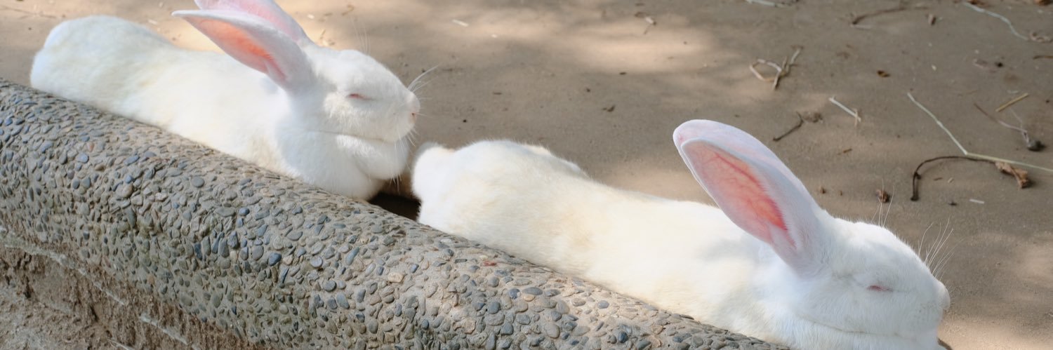 ゆめﾁｬﾝ様🐰's banner