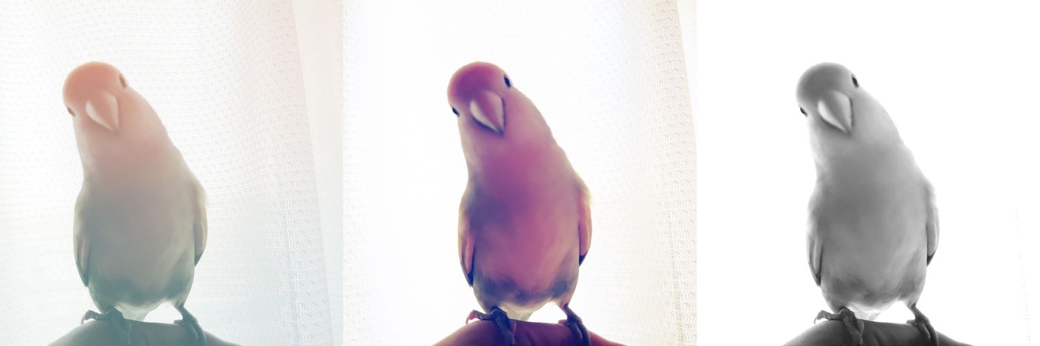 小桜yuki🦜's banner