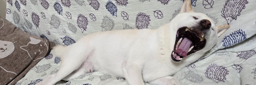 僕、こむぎ。です🐕 ͗ ͗'s banner