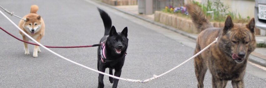 甲斐犬 龍馬's banner