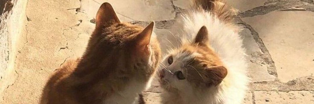ѕιѕĸa⁷🌟( kinda ia )'s banner