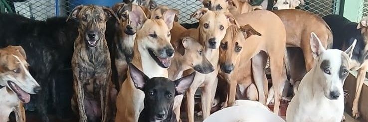 ApadrinaColitas🐕🐶's banner