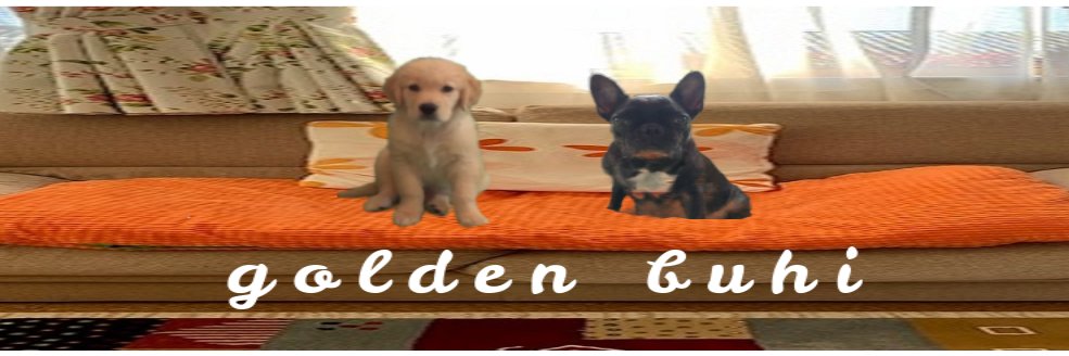 ゴールデンブヒ's banner