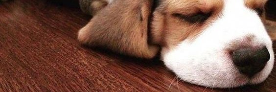 Beagle Addict's banner