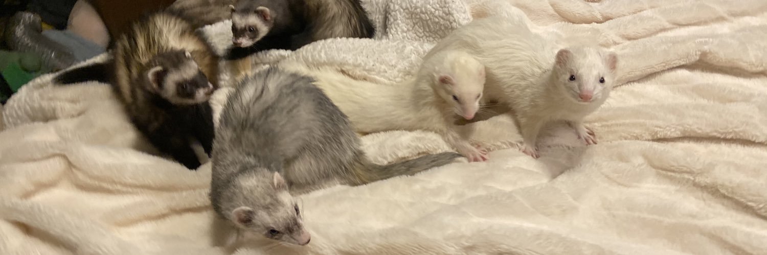 Daily Ferrets's banner