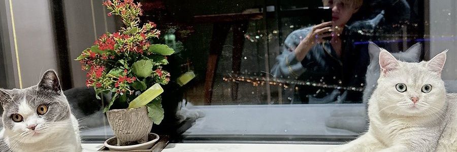 꿍댕 kkoongdaeng updates's banner