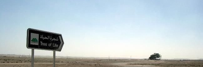 نايا's banner