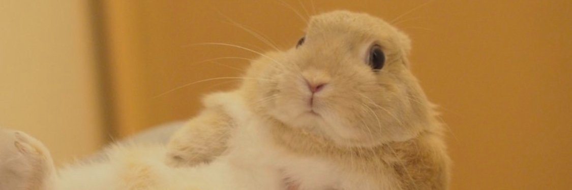 Luna-bunbun's banner