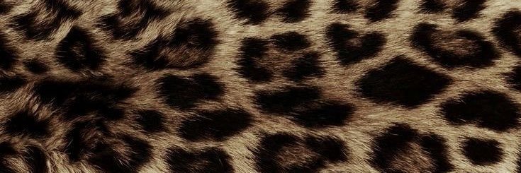 𐒍𐒖𐒂𐒘𐒑𐒖 🐆's banner