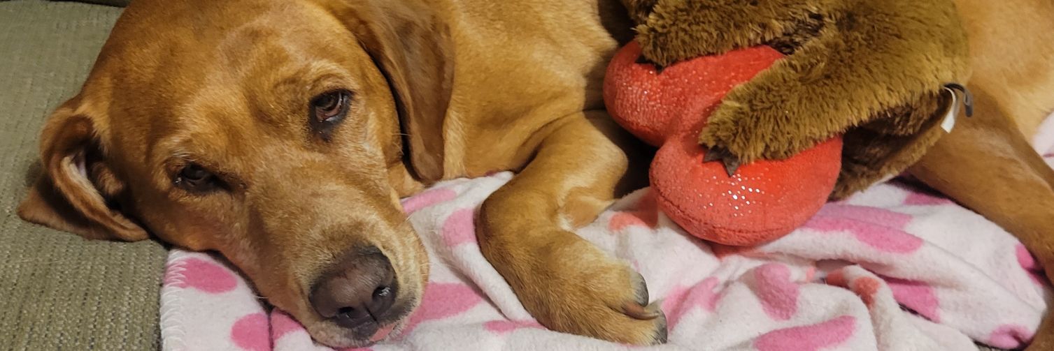 Penny's banner