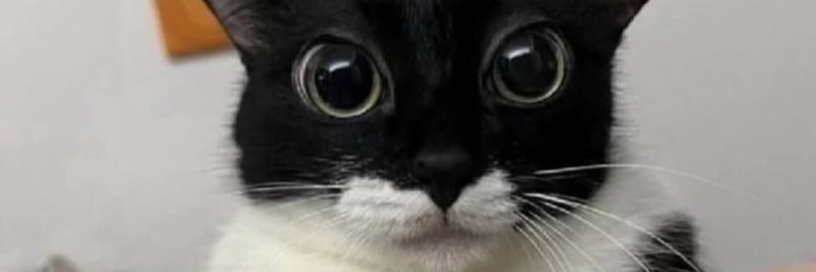 CindyvoreNSFW's banner