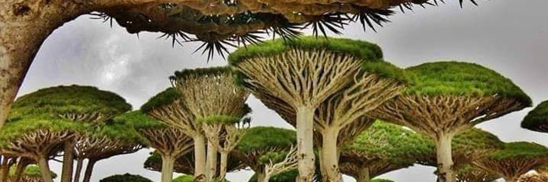 الهام عبدالله اليمني's banner